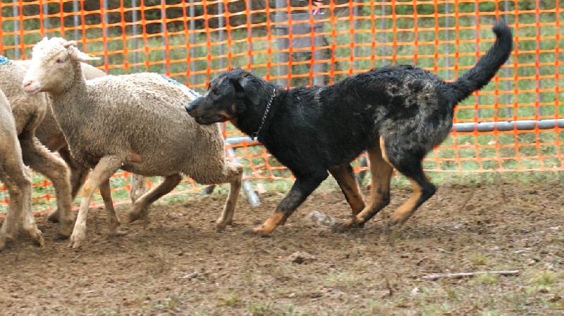 Jazzy Des Loups Du Caussetier