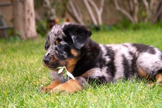 Miss beauceronne 2017